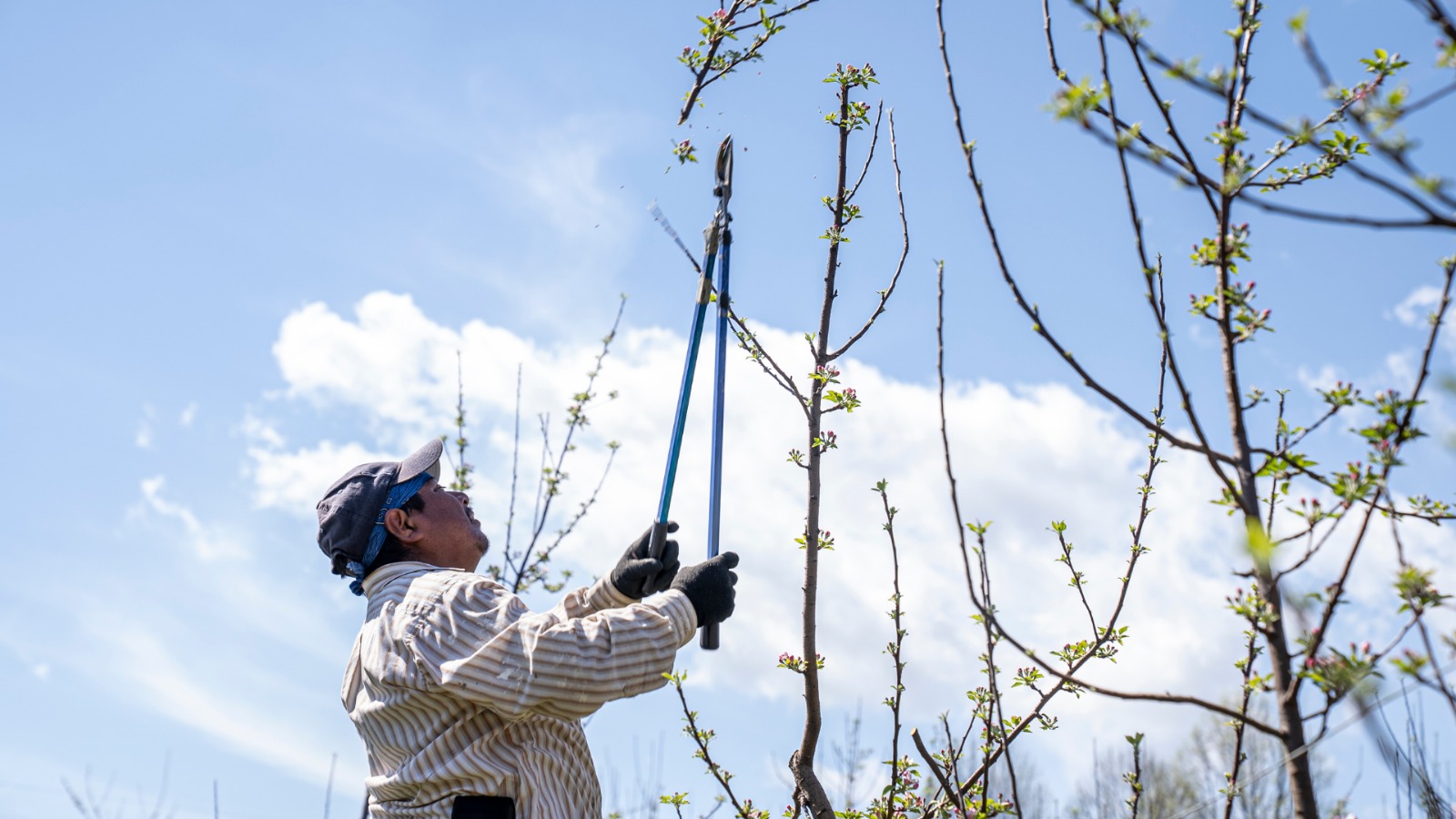 Pruning & Trimming Pruning & Trimming