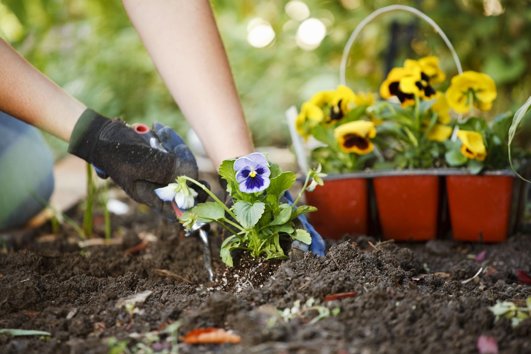 Seasonal Flower Planting