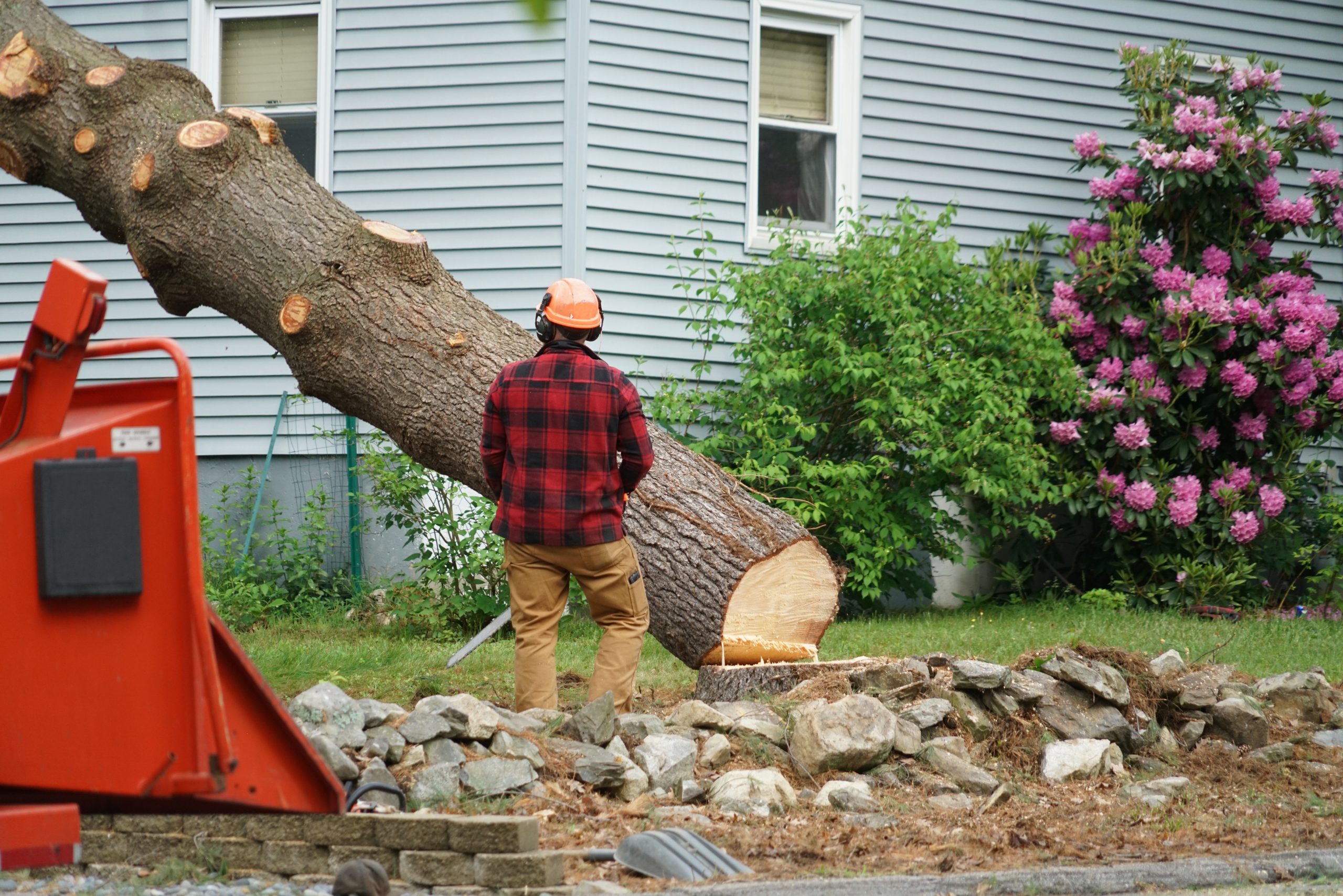 Tree Removal Tree Removal