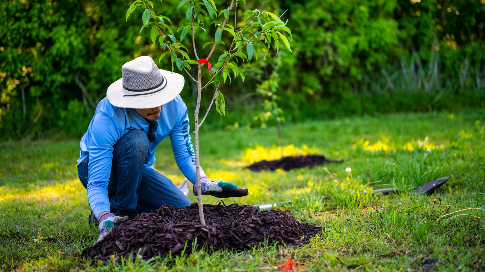 Plant Selection & Garden Installation